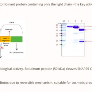 Clostridium-Botulinum-Polypeptide-1.png